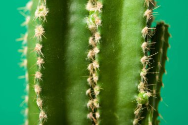 Yeşil duvarda küçük bir kaktüs bitkisi.