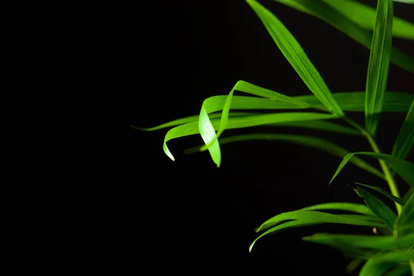 Close Van Een Palmboompje — Stockfoto