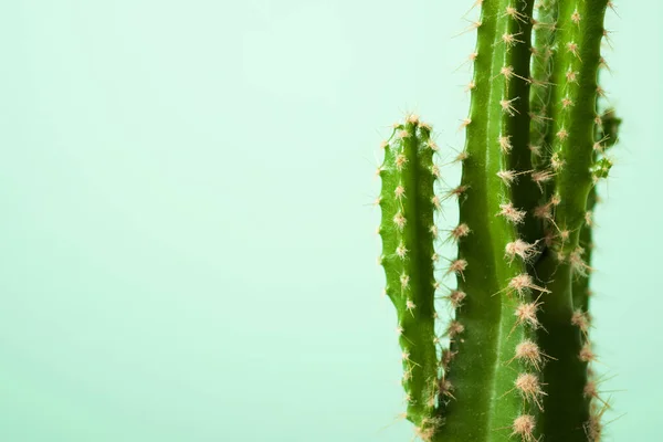 Yeşil Duvarda Küçük Bir Kaktüs Bitkisi — Stok fotoğraf