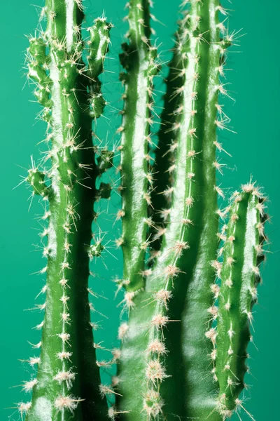 Yeşil Duvarda Küçük Bir Kaktüs Bitkisi — Stok fotoğraf
