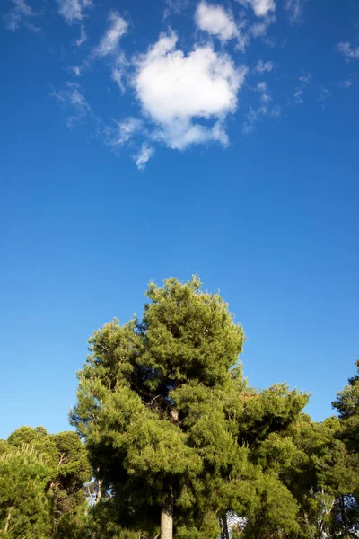 Träd Skog Zaragoza Provinsen Spanien — Stockfoto