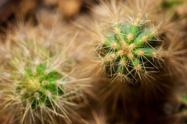 Gri duvarda küçük bir kaktüs bitkisi.