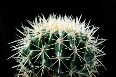 Kara duvarda küçük bir kaktüs bitkisi.