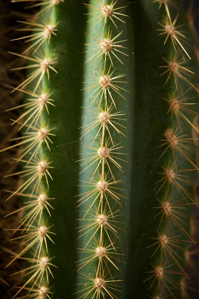 Piccola Pianta Cactus Contro Parete Grigia — Foto Stock