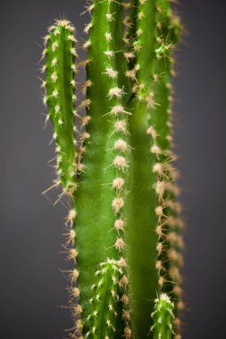 Gri duvarda küçük bir kaktüs bitkisi.