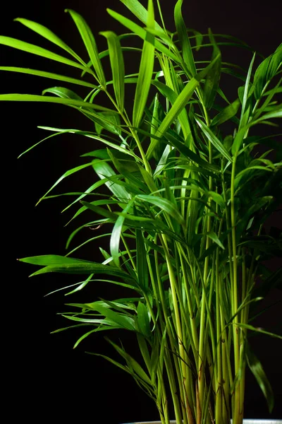 Close Little Palm Tree — Stock Photo, Image