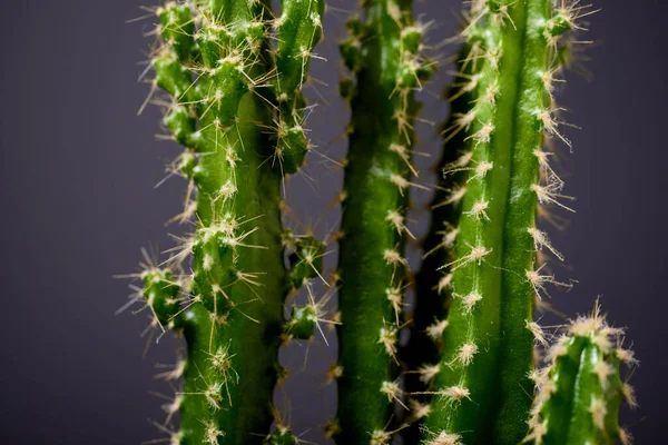 Piccola Pianta Cactus Contro Parete Grigia — Foto Stock