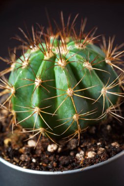 Kara duvarda küçük bir kaktüs bitkisi.