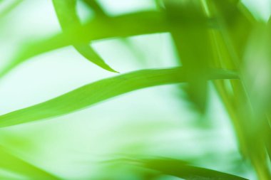 Küçük bir palmiye ağacına yakın..