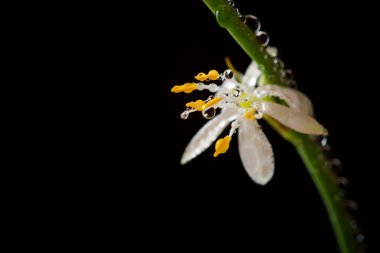 çiçek yakın çekim.