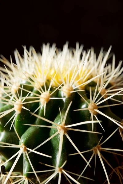 Piccola Pianta Cactus Contro Parete Nera — Foto Stock