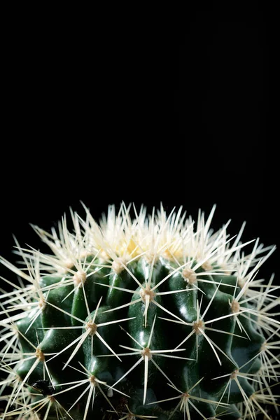 Pequeña Planta Cactus Contra Pared Negra —  Fotos de Stock