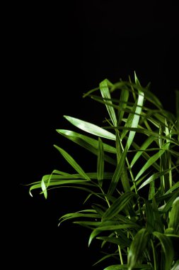 Küçük bir palmiye ağacına yakın..