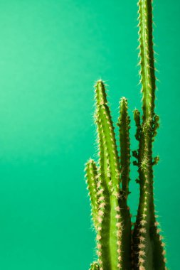 Yeşil duvarda küçük bir kaktüs bitkisi.