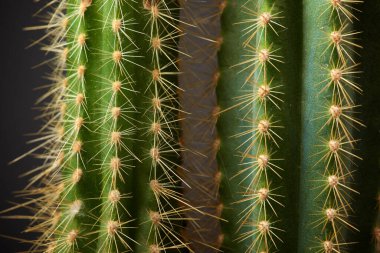 Gri duvarda küçük bir kaktüs bitkisi.