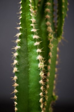 Gri duvarda küçük bir kaktüs bitkisi.