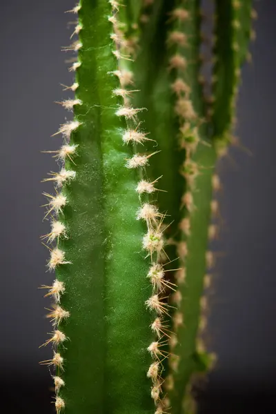 Gri Duvarda Küçük Bir Kaktüs Bitkisi — Stok fotoğraf