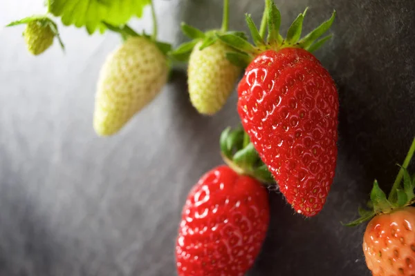 Ripening Strawberries Slate Wall — Stock Photo, Image