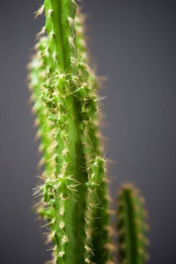 Gri duvarda küçük bir kaktüs bitkisi.