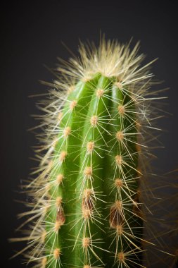 Gri duvarda küçük bir kaktüs bitkisi.