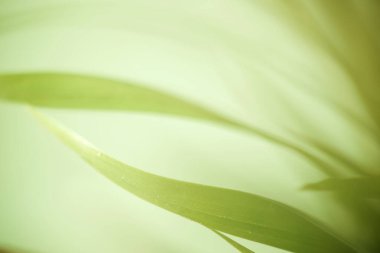 Küçük bir palmiye ağacına yakın..