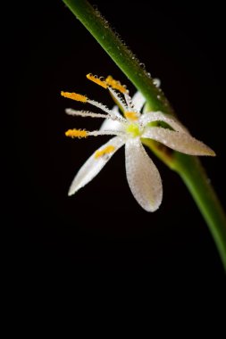 çiçek yakın çekim.