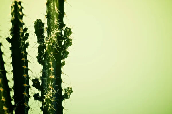 Kleine Kakteenpflanze Gegen Grüne Wand — Stockfoto