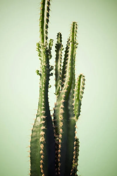 緑の壁に対する小さなサボテンの植物 — ストック写真