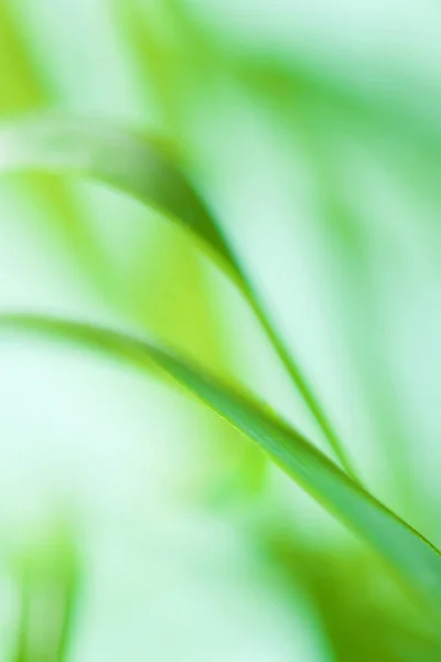 Close Van Een Palmboompje — Stockfoto