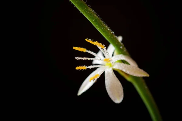 Close Small Flower — Stock Photo, Image