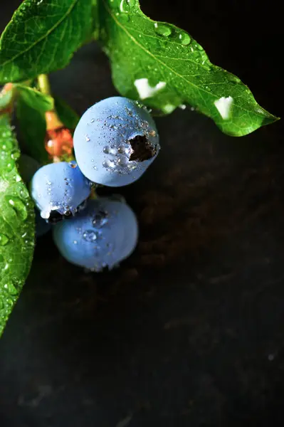 Ripening Blueberries Slate Wall — Stock Photo, Image