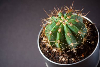 Kara duvarda küçük bir kaktüs bitkisi.