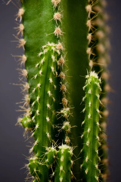 Gri Duvarda Küçük Bir Kaktüs Bitkisi — Stok fotoğraf