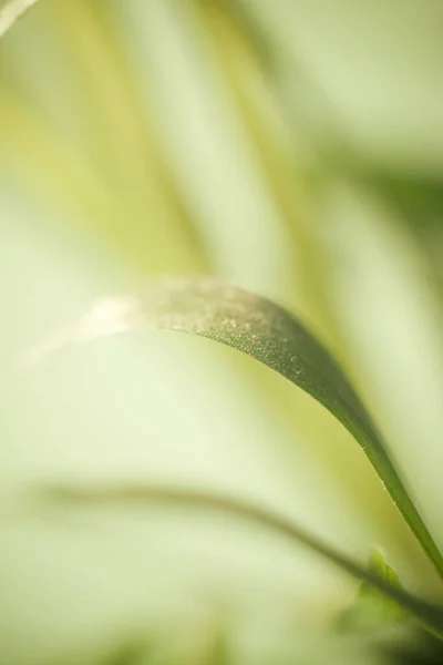 Close Little Palm Tree — Stock Photo, Image