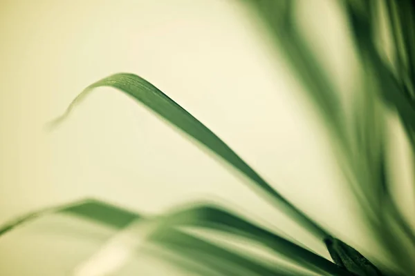 Nahaufnahme Einer Kleinen Palme — Stockfoto