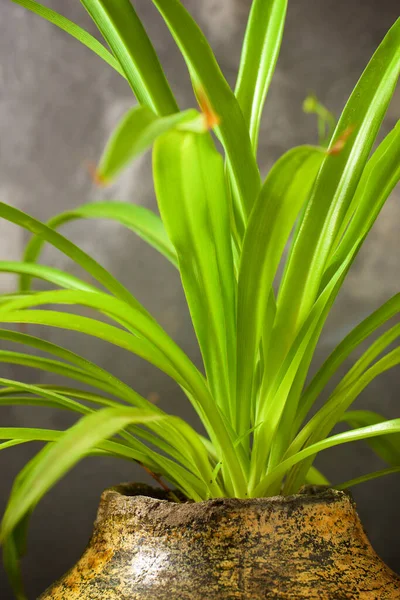 Close Small Plant — Stock Photo, Image