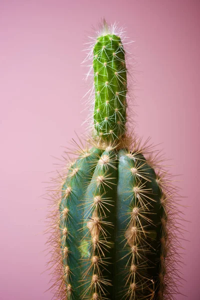 Mały Kaktusek Pod Różową Ścianą — Zdjęcie stockowe