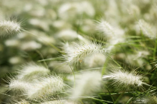 Feather grass — Stock Photo, Image