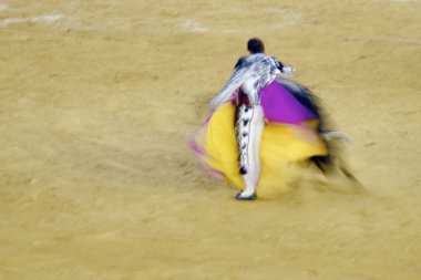 boğa güreşi