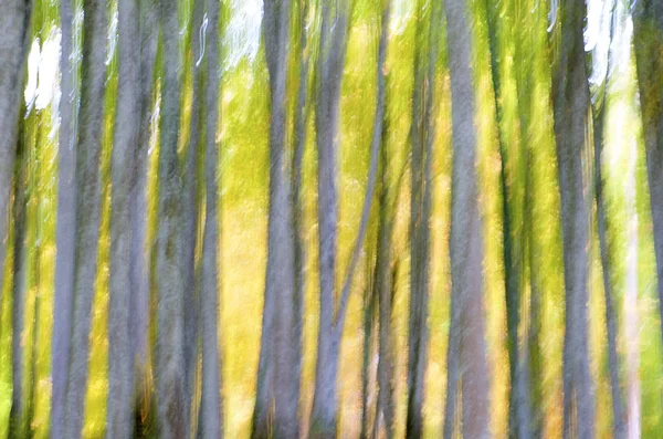 Abstrakter Wald — Stockfoto