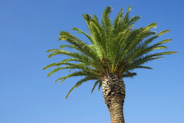 Palm tree — Stock Photo, Image