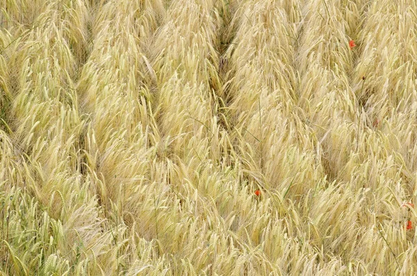 Campo — Fotografia de Stock