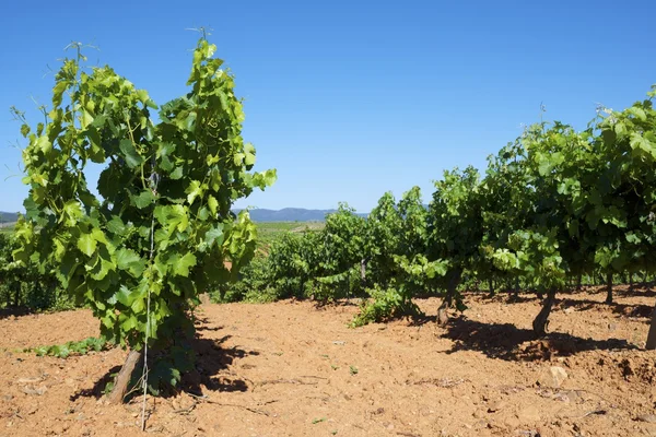 Viñedo — Foto de Stock