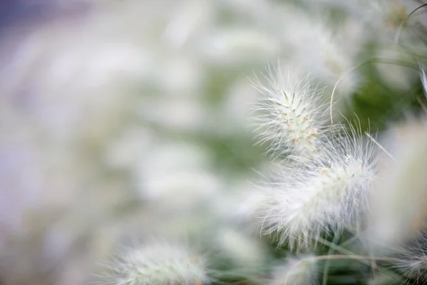 Hierba de plumas —  Fotos de Stock