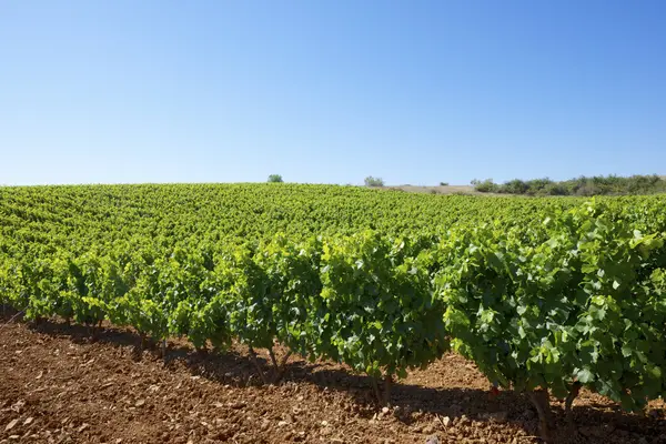 Weinberg — Stockfoto