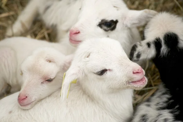 Little lamb. — Stock Photo, Image