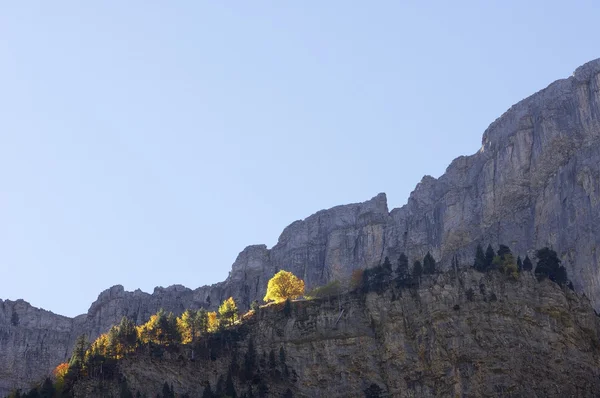 Herfstbos — Stockfoto