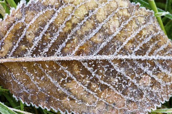 Blad — Stockfoto