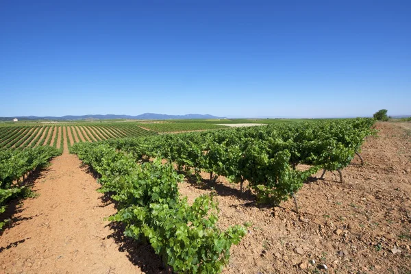 Vineyard — Stock Photo, Image