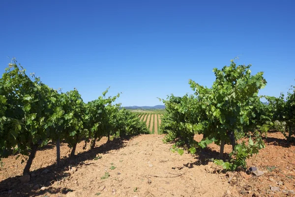 Vineyard — Stock Photo, Image